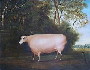 Another Ram